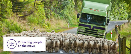 Truck on road blocked by sheep